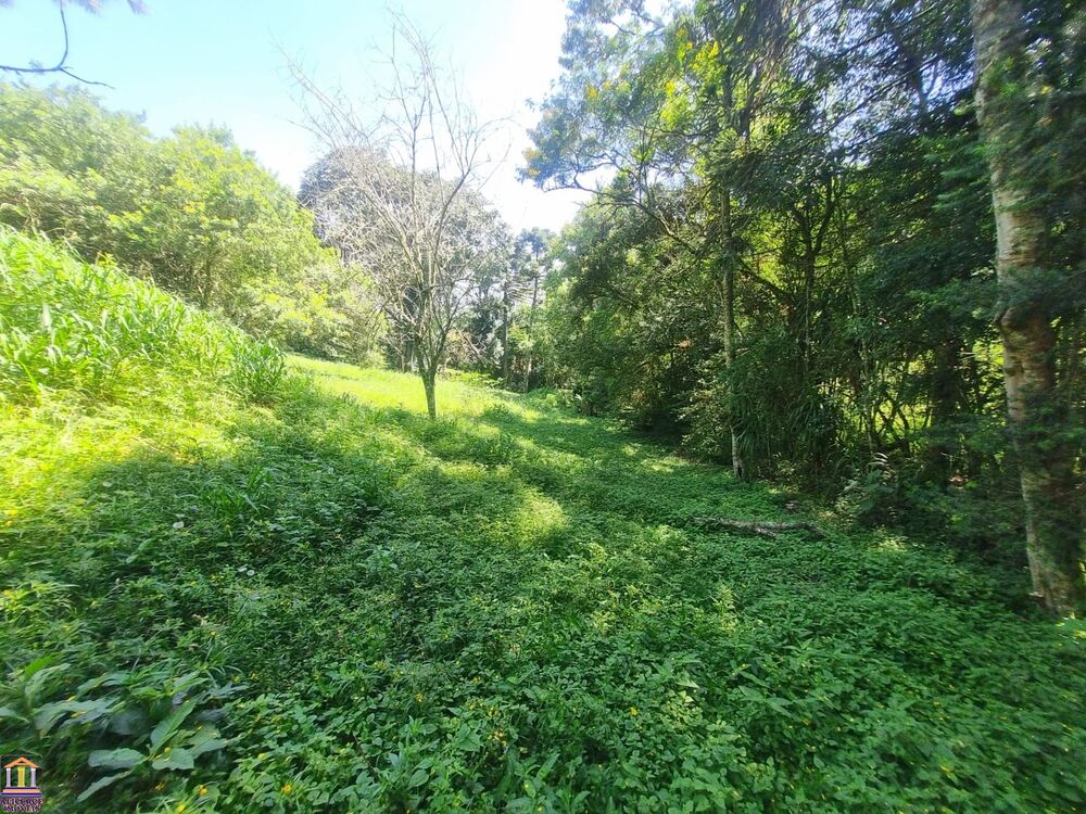 Chácara, 3 quartos, 6000 m² - Foto 6