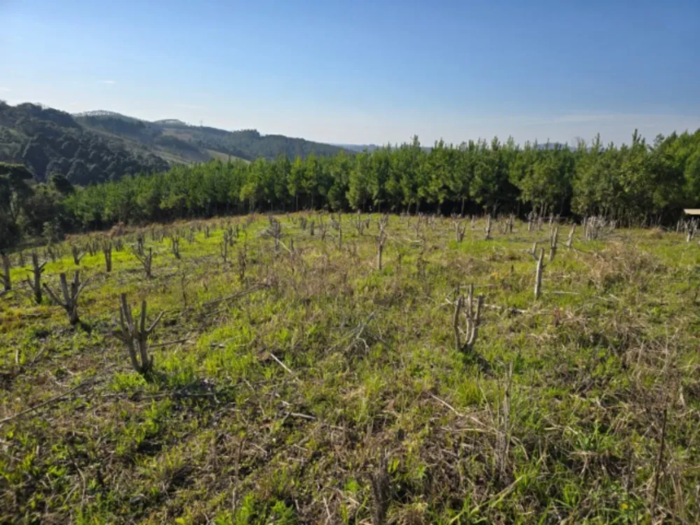 Terreno, 26852 m² - Foto 8