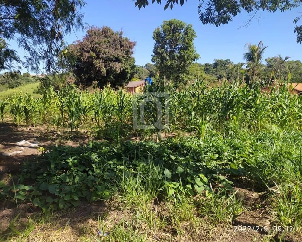 Chácara, 4 quartos, 2 hectares - Foto 7