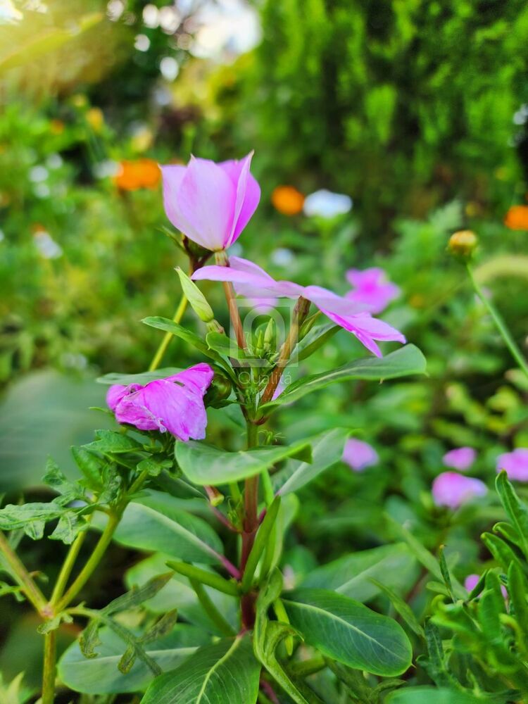 Terreno, 360 m² - Foto 7