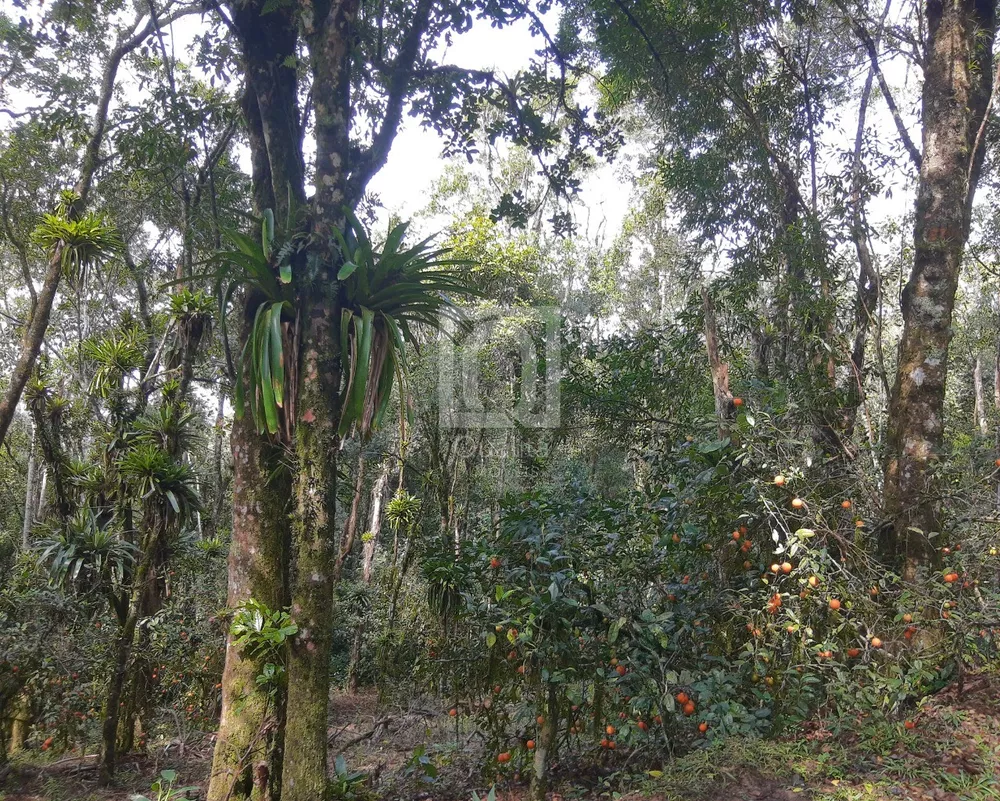 Sítio, 3 quartos, 10 m² - Foto 40