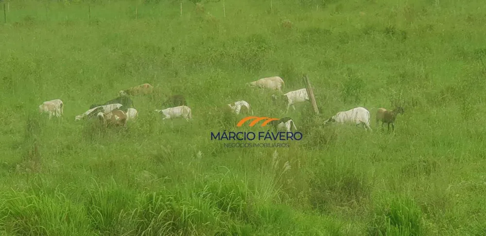 Fazenda, 303 hectares - Foto 6