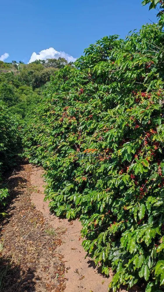 Fazenda, 253 hectares - Foto 5