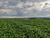 Fazenda, 736 hectares - Foto 4