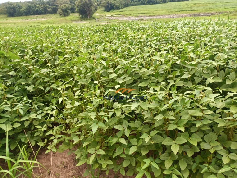 Fazenda, 140 hectares - Foto 12