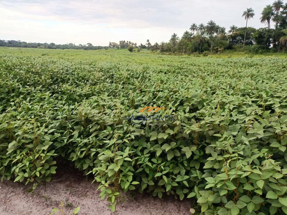 Fazenda, 140 hectares - Foto 15