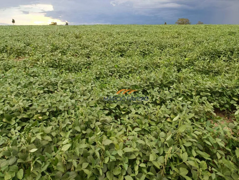 Fazenda, 140 hectares - Foto 10