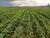 Fazenda, 140 hectares - Foto 2