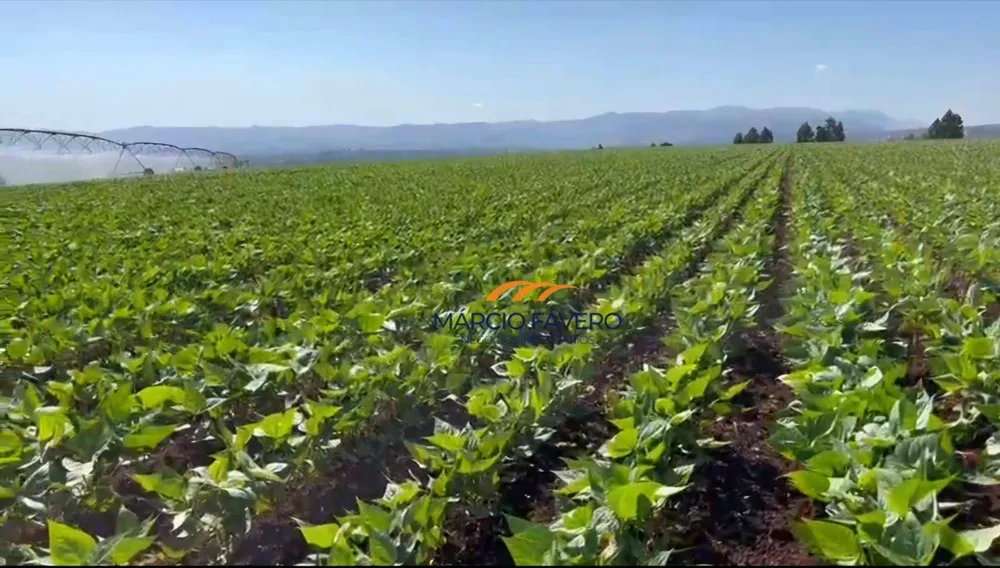 Fazenda, 156 hectares - Foto 10