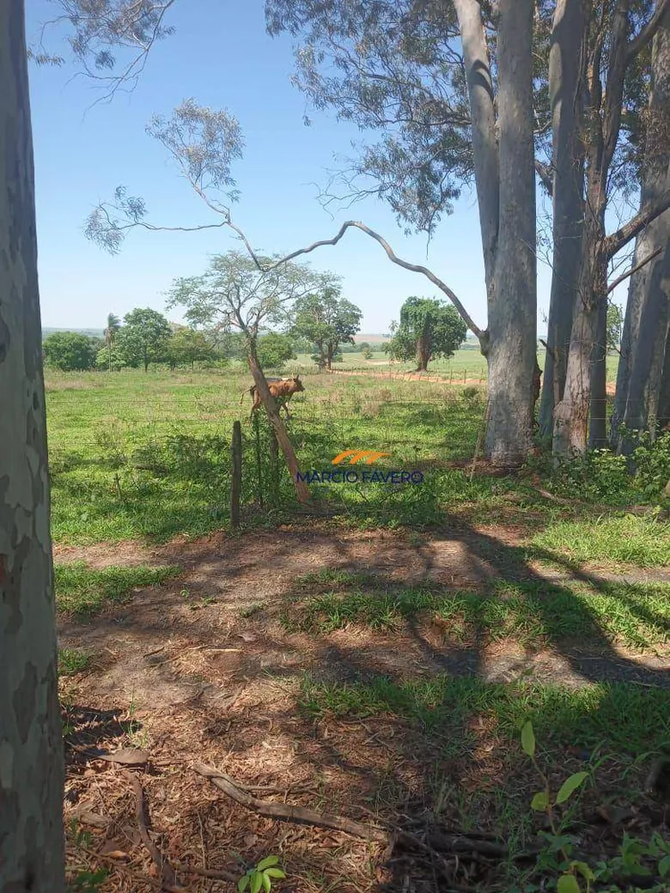 Fazenda, 385 hectares - Foto 3