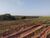 Fazenda-Sítio-Chácara, 283 hectares - Foto 4