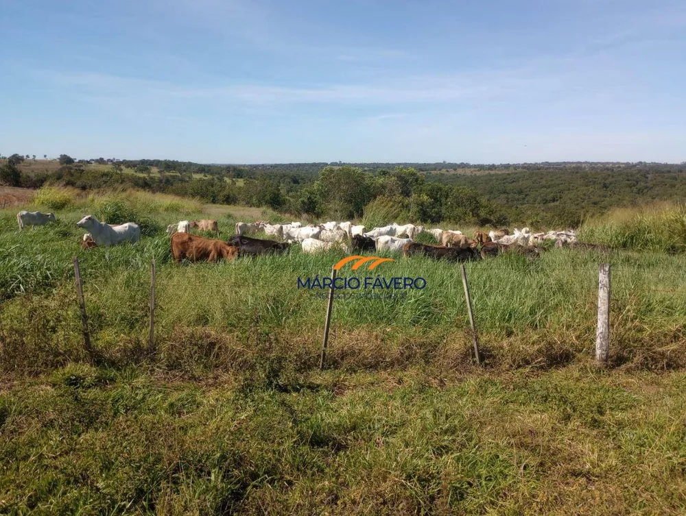 Fazenda, 322 hectares - Foto 7