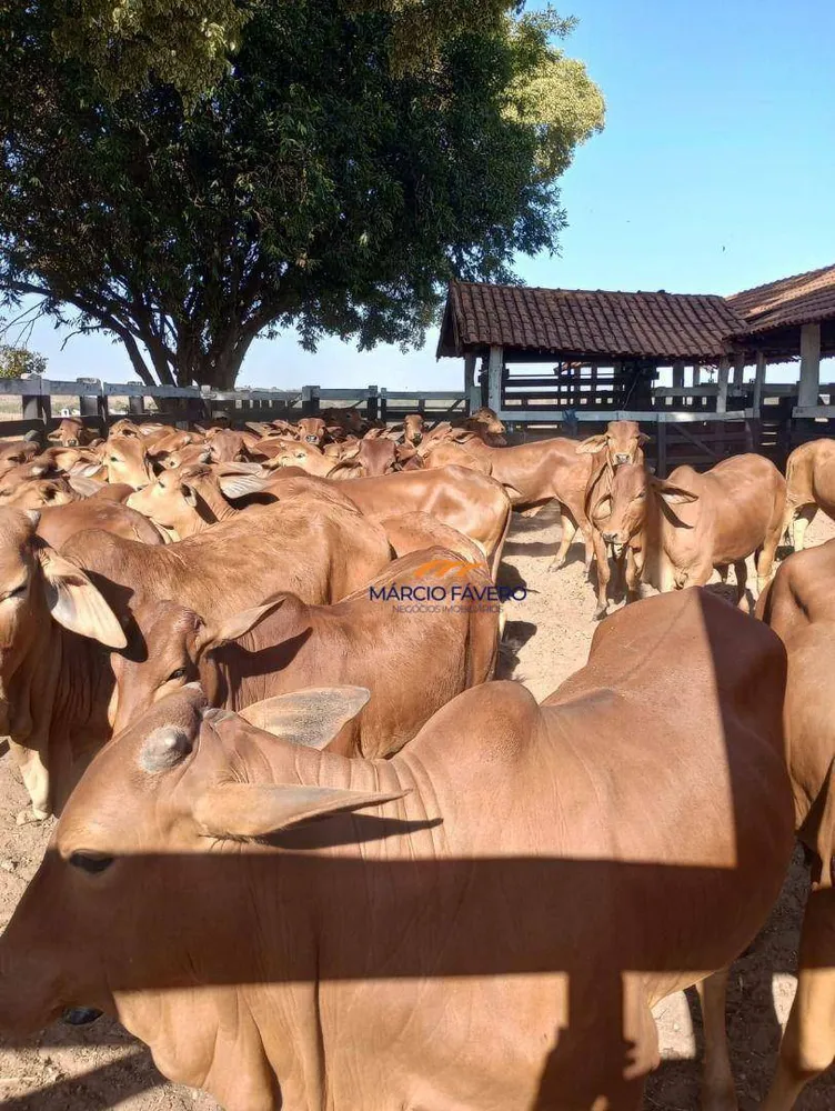 Fazenda, 322 hectares - Foto 3