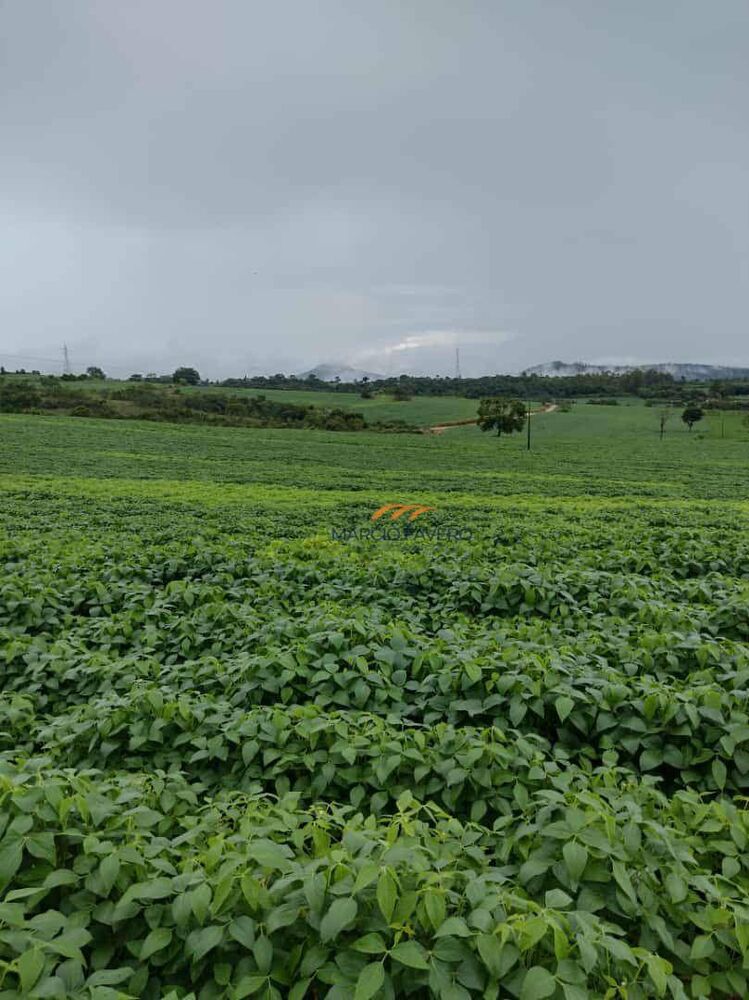 Fazenda, 235 hectares - Foto 12