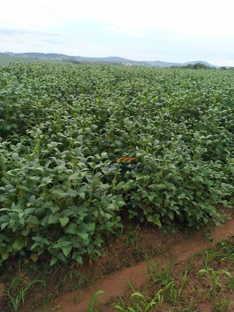 Fazenda, 235 hectares - Foto 2