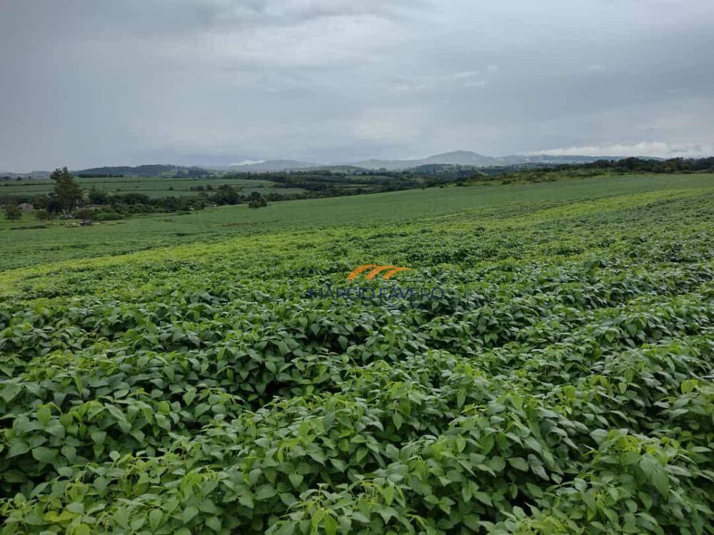 Fazenda, 235 hectares - Foto 9
