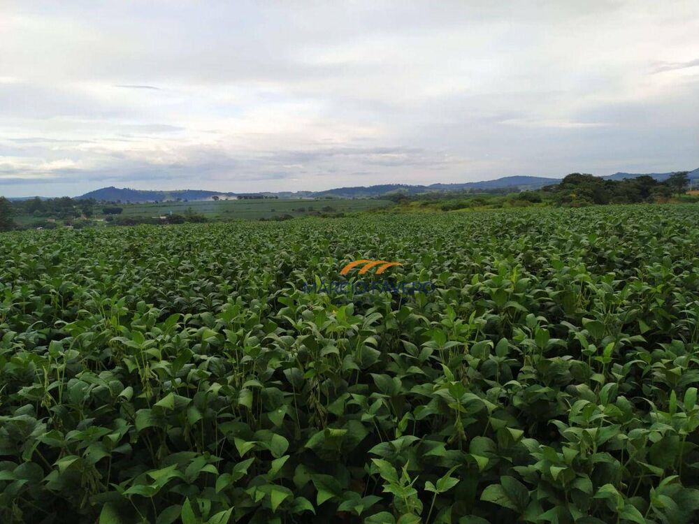 Fazenda, 235 hectares - Foto 10