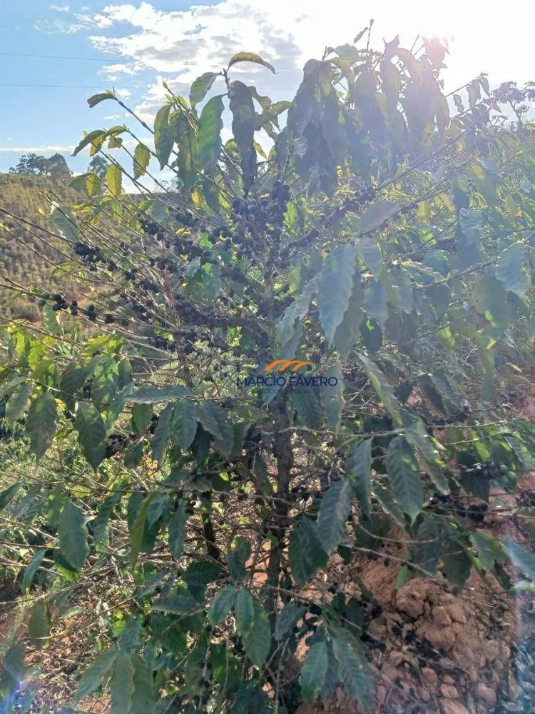 Fazenda, 53 hectares - Foto 12