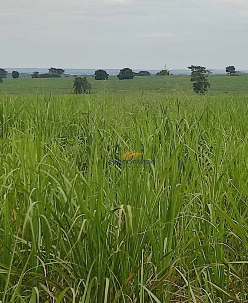 Fazenda, 315 hectares - Foto 8