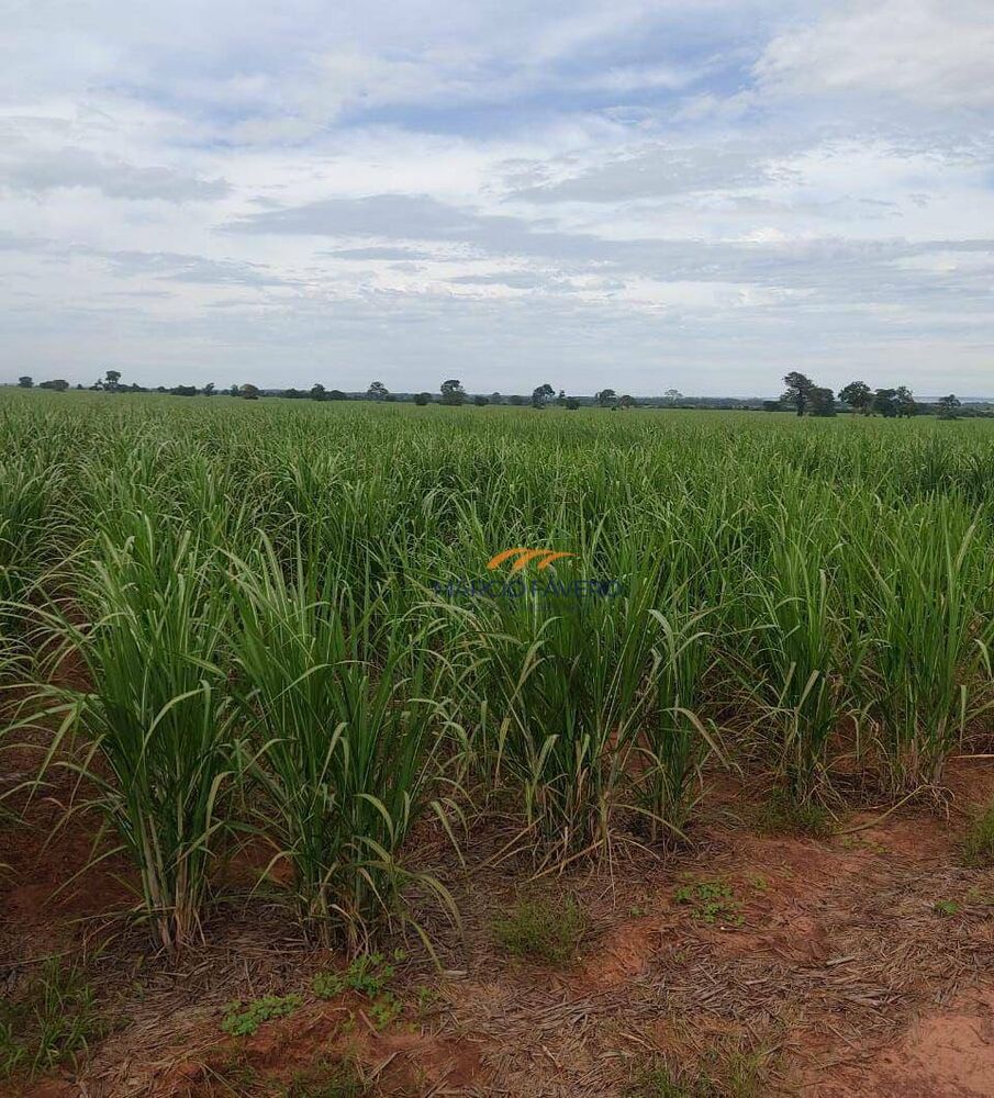 Fazenda, 315 hectares - Foto 2