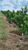 Fazenda-Sítio-Chácara, 225 hectares - Foto 9