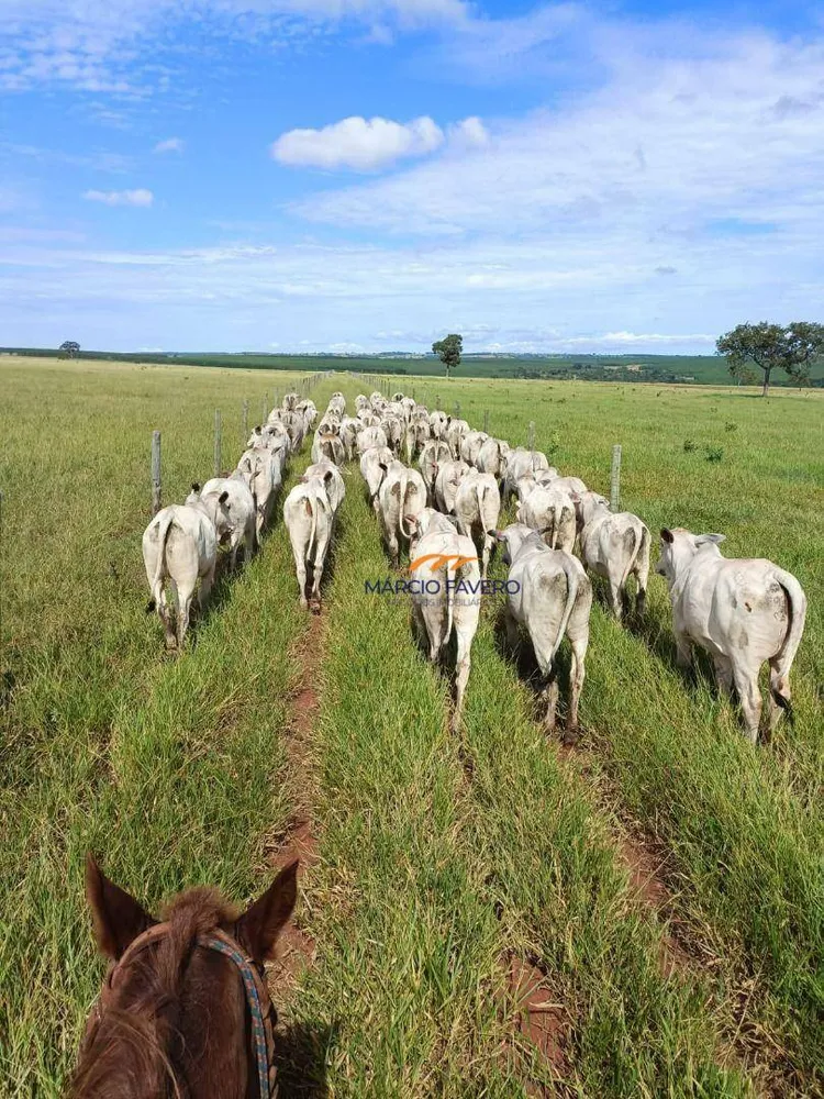 Fazenda, 542 hectares - Foto 2