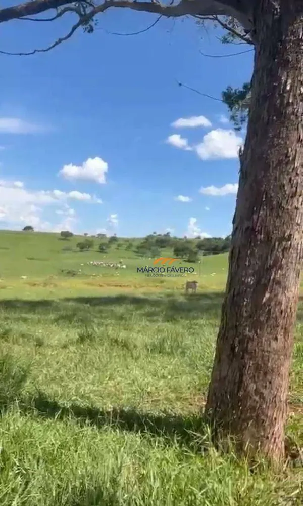 Fazenda, 513 hectares - Foto 3
