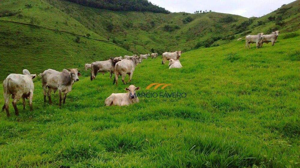 Fazenda, 1019 hectares - Foto 5