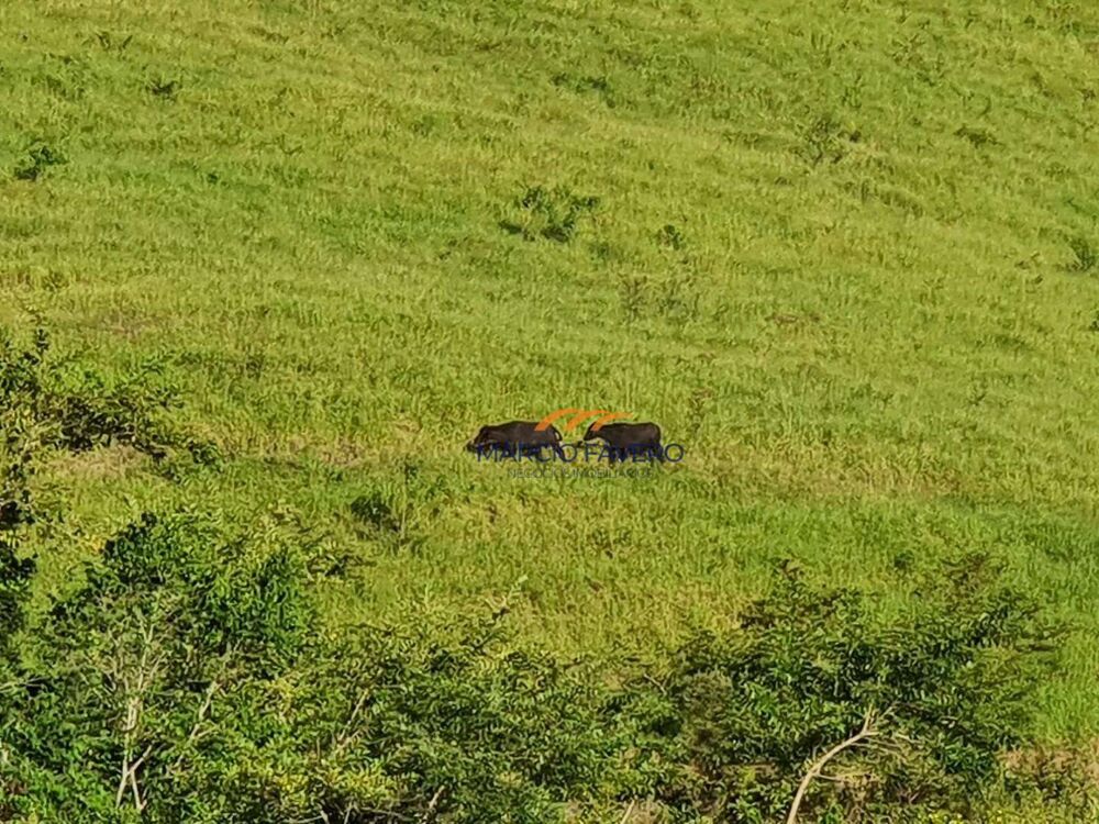 Fazenda, 1019 hectares - Foto 7