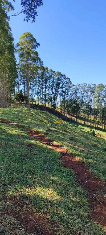 Fazenda, 289 hectares - Foto 13