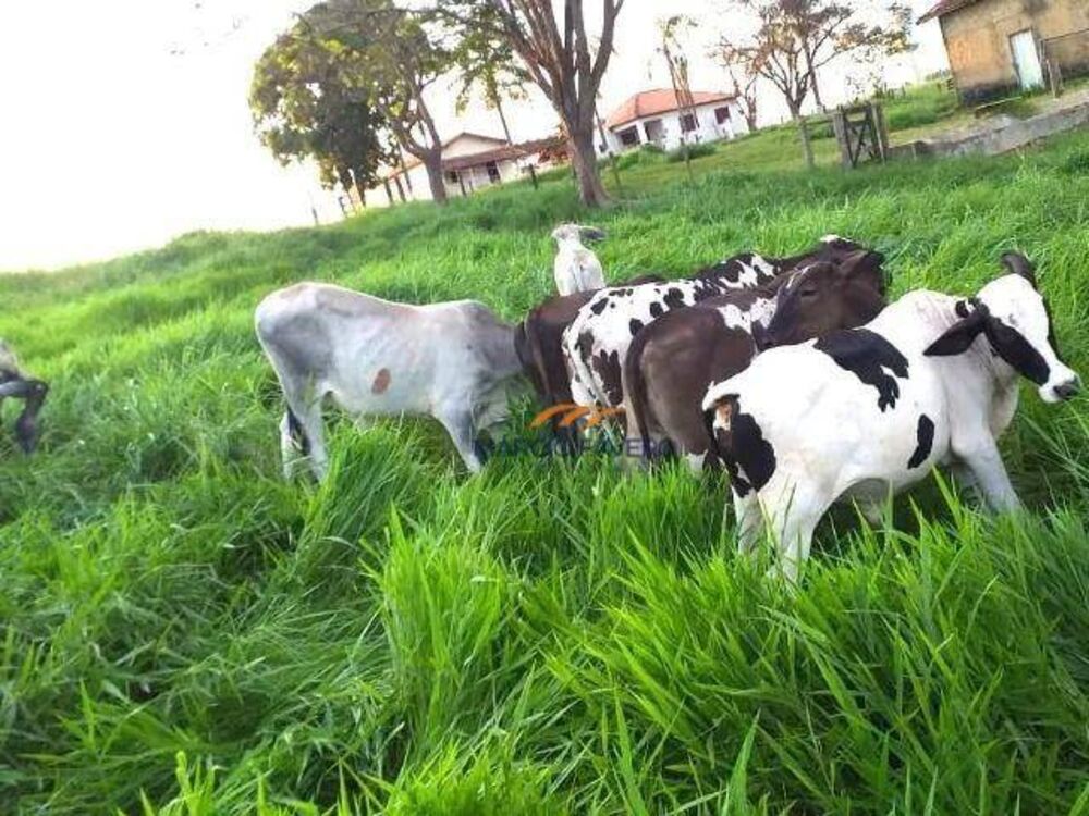 Sítio, 35 hectares - Foto 16