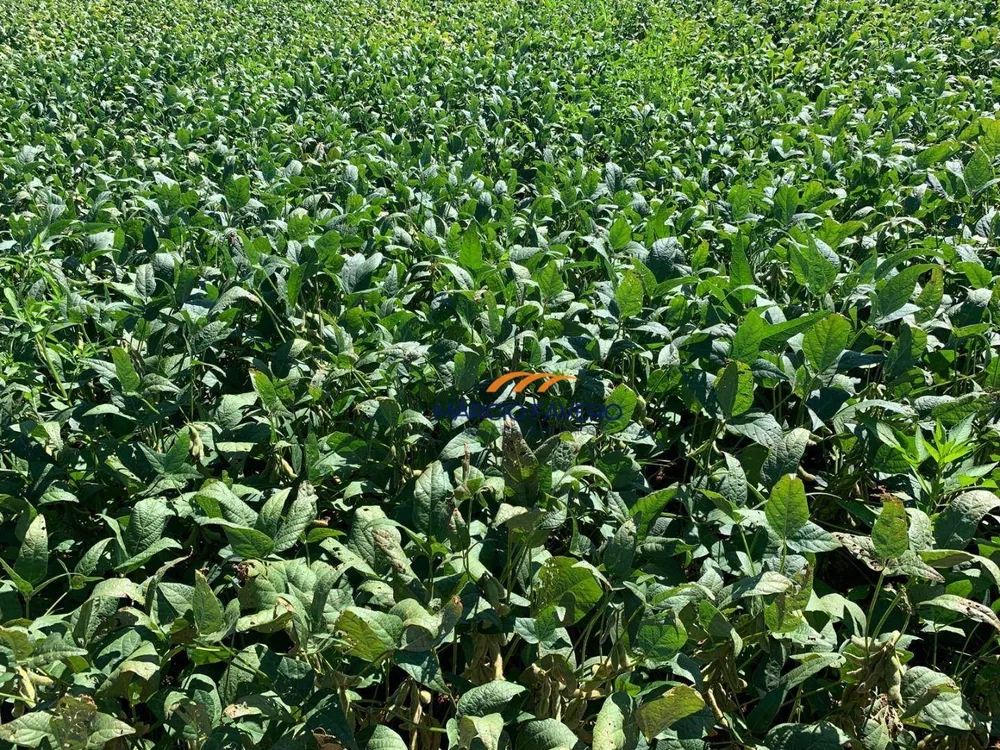 Fazenda, 257 hectares - Foto 4