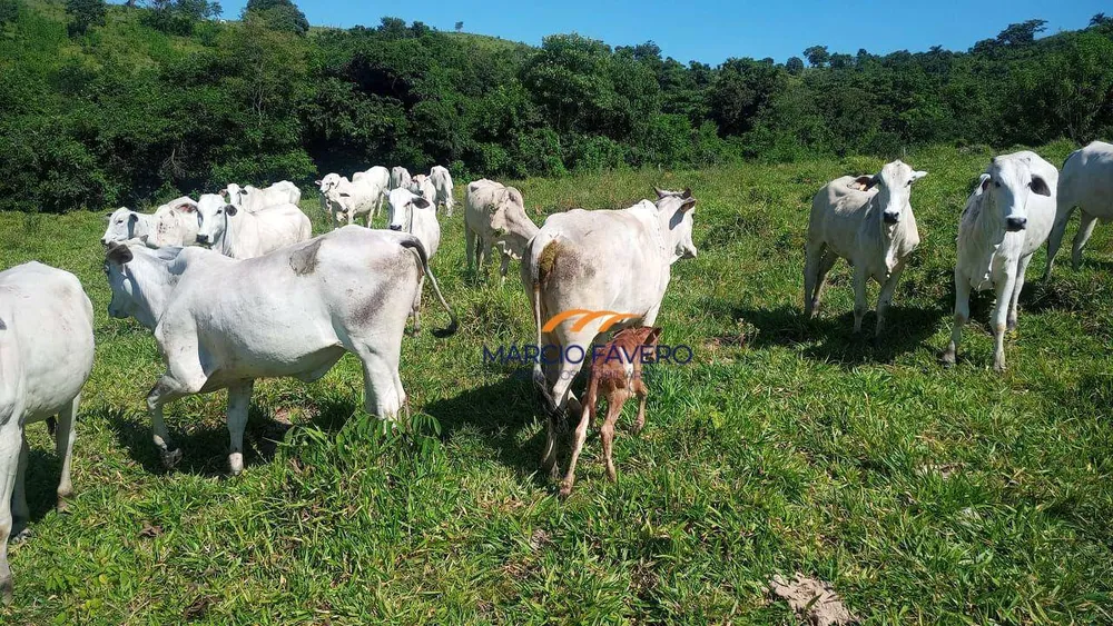Fazenda, 992 hectares - Foto 13