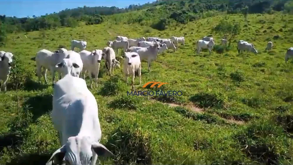 Fazenda, 992 hectares - Foto 4