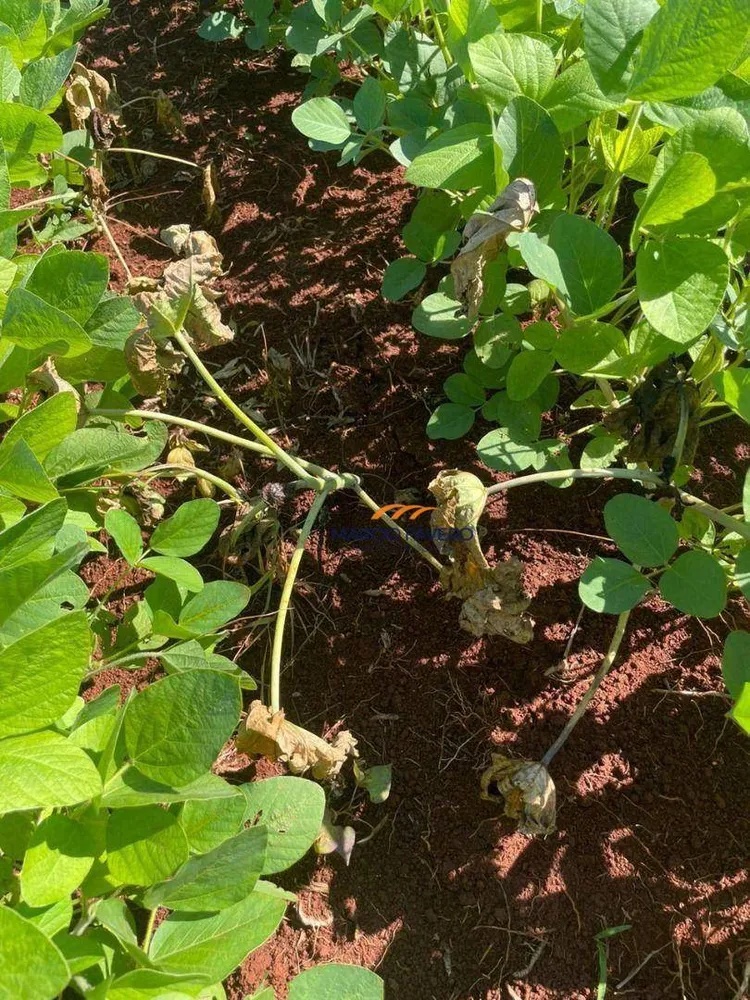 Fazenda, 266 hectares - Foto 13