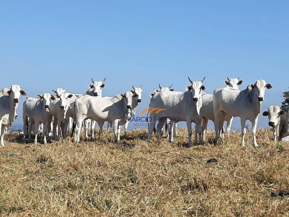 Fazenda, 489 hectares - Foto 4