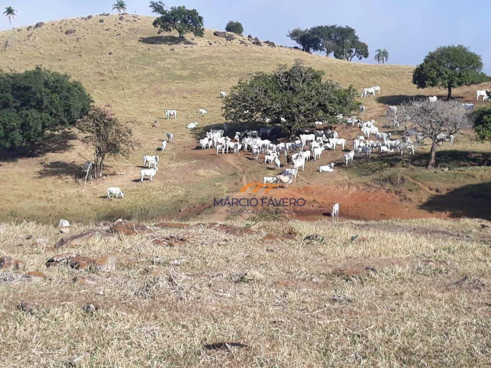 Fazenda, 489 hectares - Foto 1