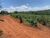 Sítio, 24 hectares - Foto 4