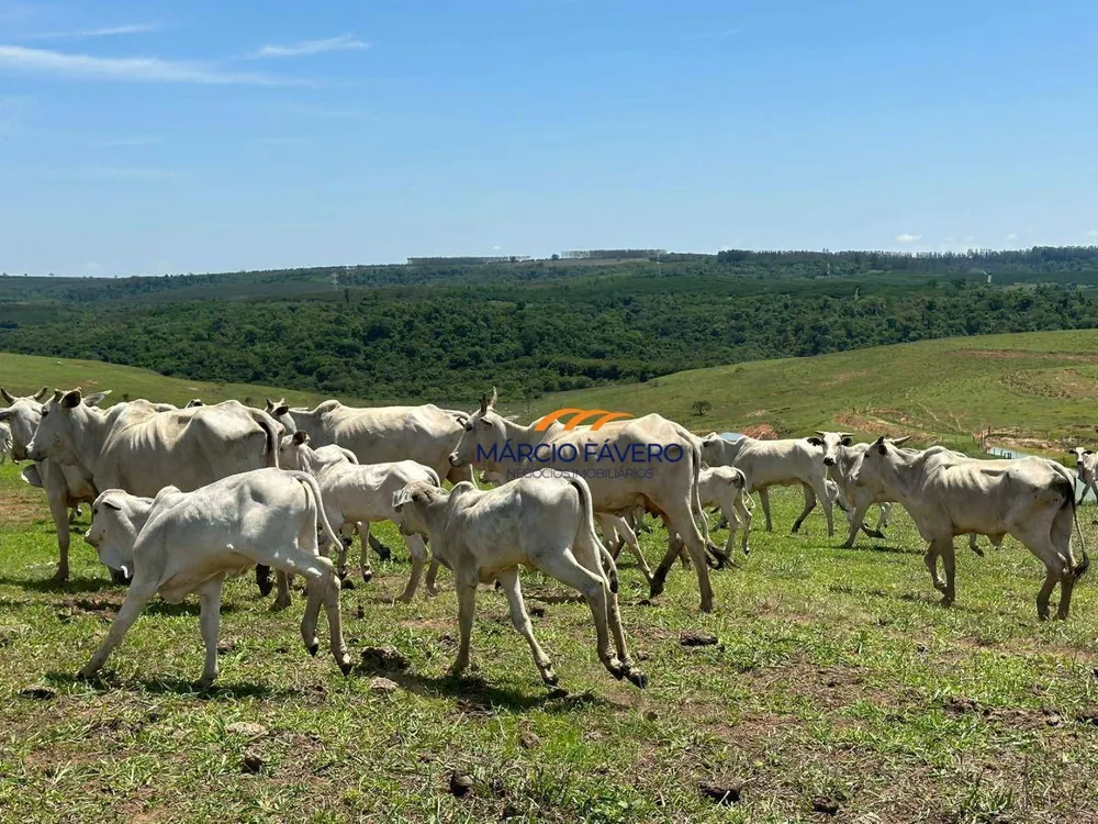 Fazenda, 571 hectares - Foto 3