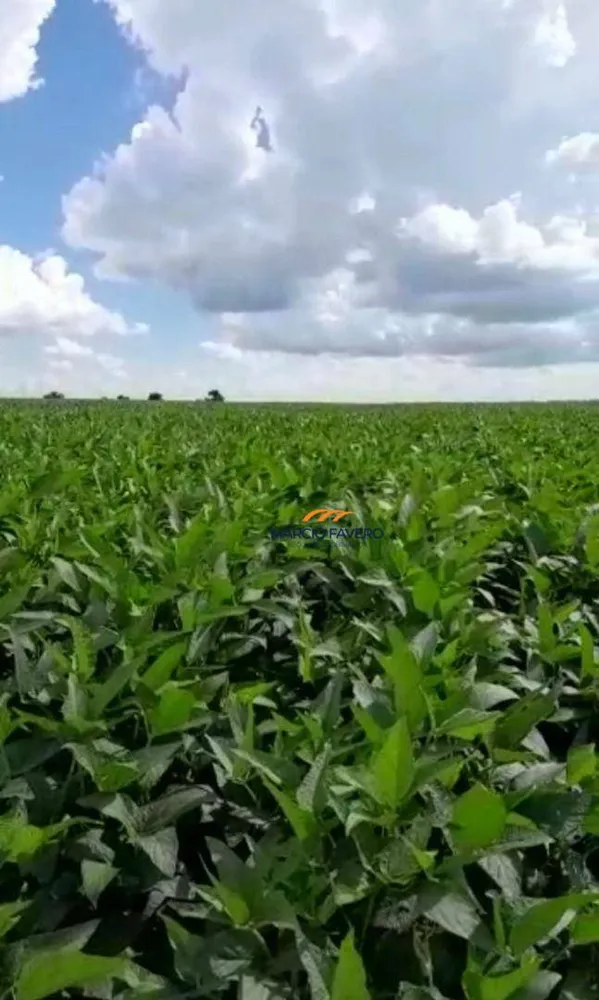 Fazenda, 339 hectares - Foto 7