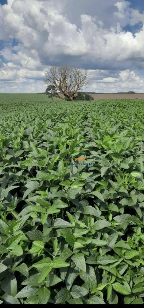 Fazenda, 339 hectares - Foto 1