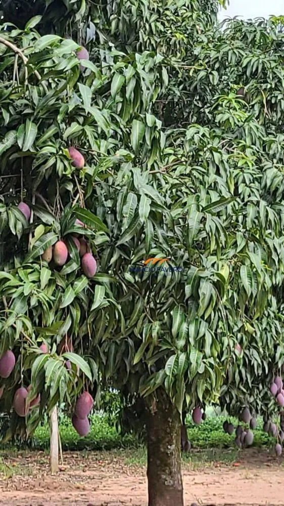 Fazenda, 136 hectares - Foto 3