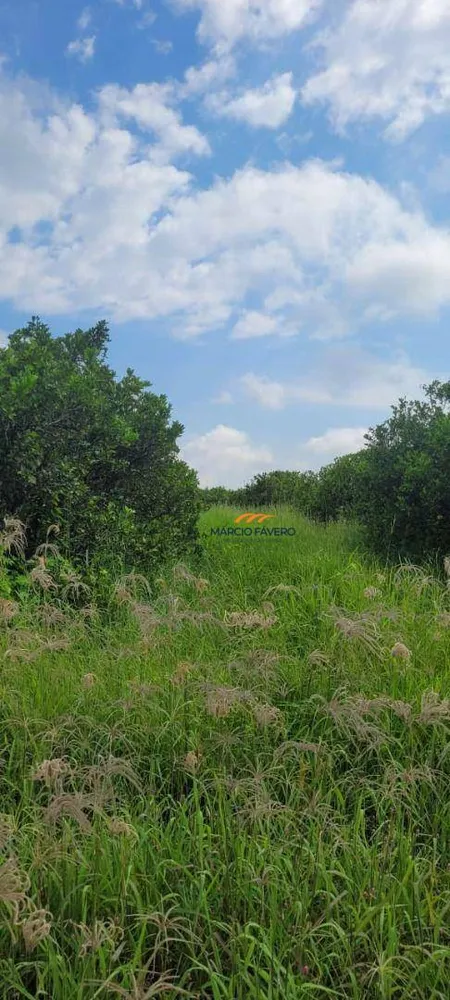 Fazenda, 136 hectares - Foto 7