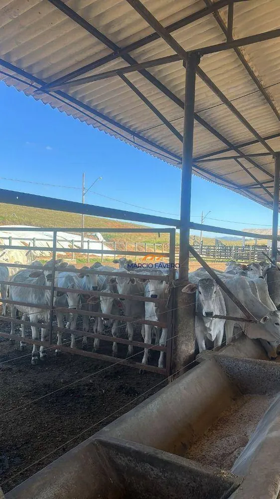 Fazenda, 257 hectares - Foto 9