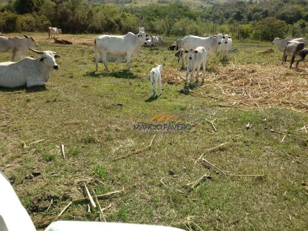 Fazenda, 170 hectares - Foto 11