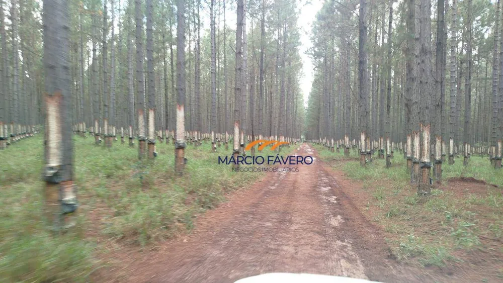 Fazenda, 276 hectares - Foto 1