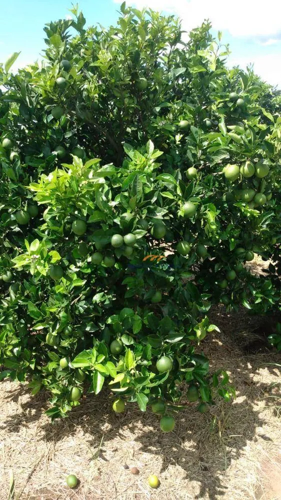 Fazenda, 169 hectares - Foto 4