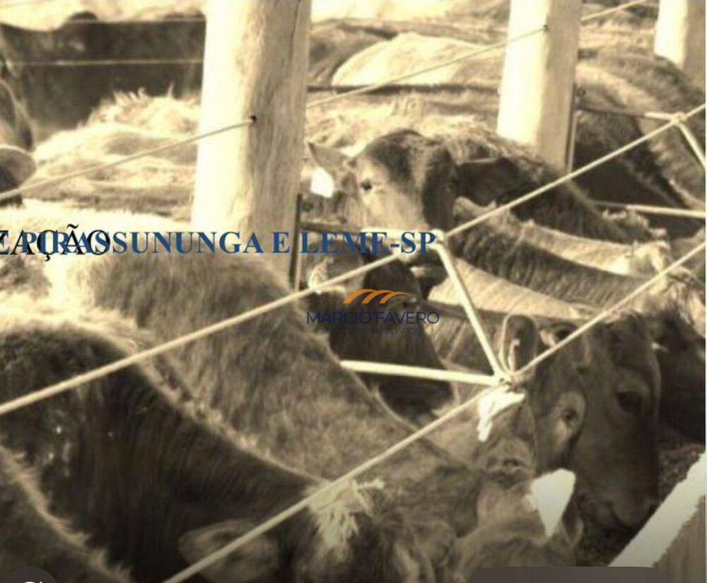 Sítio, 52 hectares - Foto 3