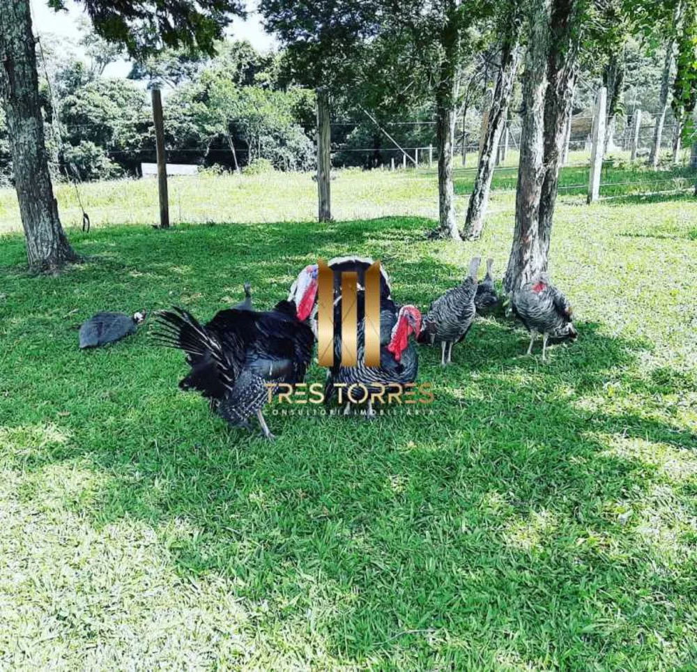 Sítio, 7 quartos, 3 hectares - Foto 4