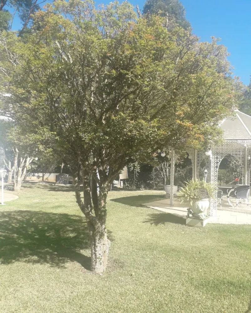 Casa, 3 quartos, 1000 m² - Foto 10